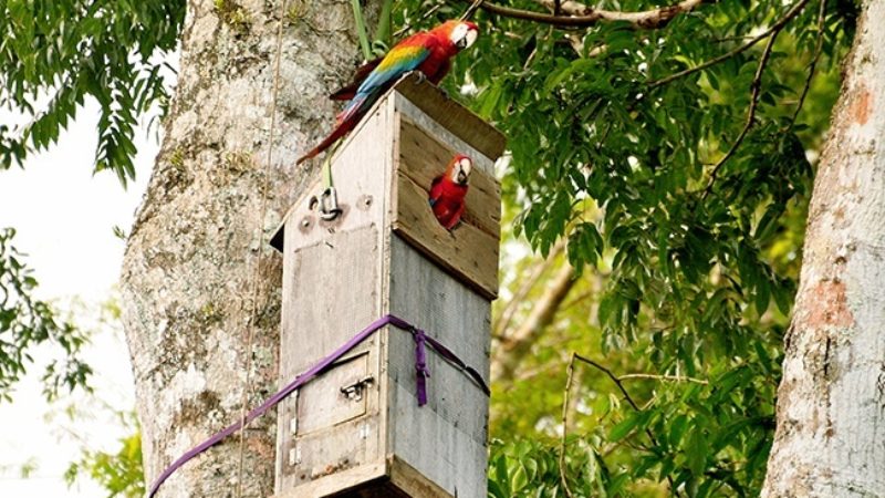 Scarlet macaws use an artificial nest box designed by the research team.