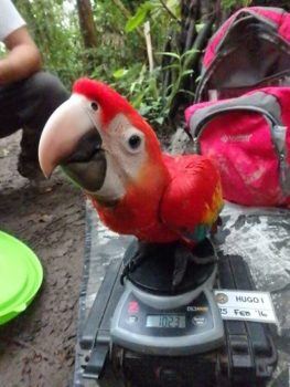 A scarlet macaw is weighed in February 2016.