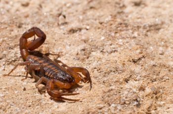 A close up of a Striped Bark Scorpion.