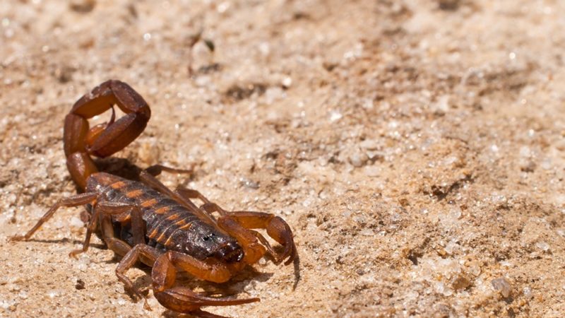 A close up of a Striped Bark Scorpion.