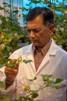 Dr. Keerti Rathore, Texas A&M AgriLife Research plant biotechnologist.