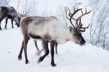 Wild reindeers along snow covering roads near Kilpisjarvi.