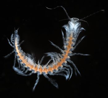Remipede Lasionectes uses its paddle-like appendages to gracefully glide in a tight turn through the cave water. 