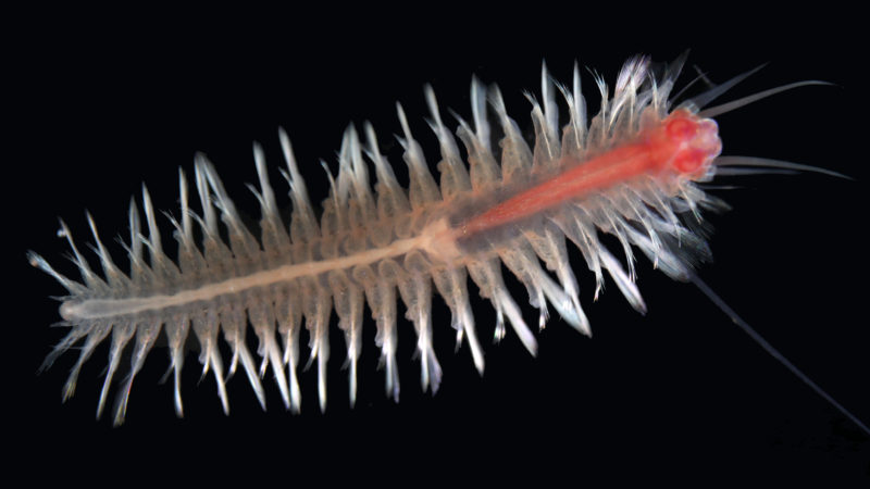 : Swimming scale worm Pelagomacellicephala iliffei was named after Texas A&M Galveston professor Tom Iliffe who discovered it during a 1982 expedition to the Caicos Islands.