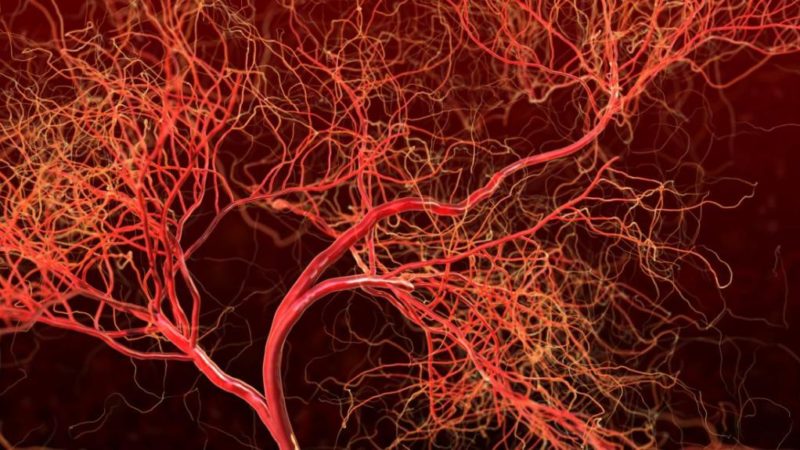 Illustration of blood vessels.