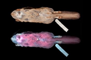 Photographs of a flying squirrel under visible light and ultraviolet light shows what the specimen looks like to the human eye and with the aid of a UV light to fluoresce pink.