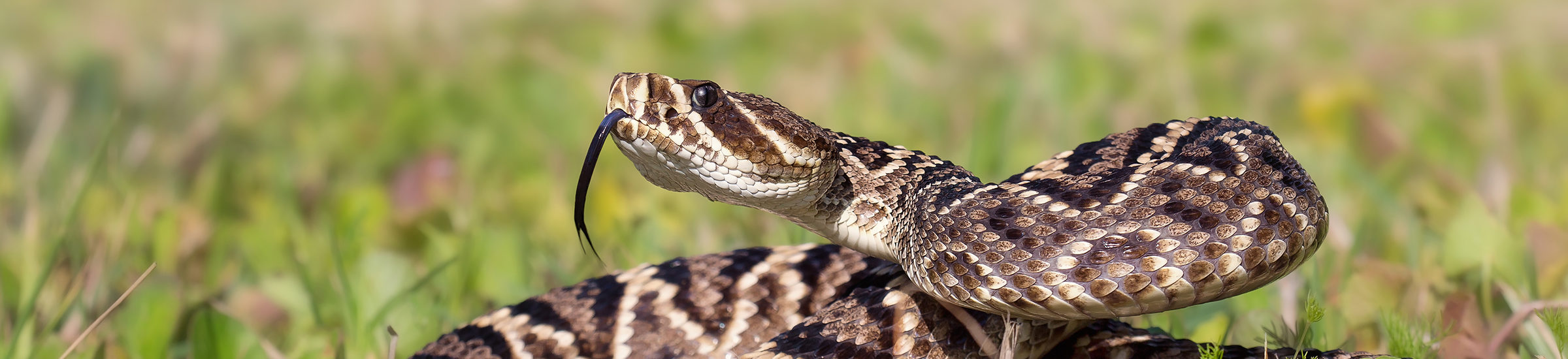 Close up of eastern diamondback rattlesnake in grass.