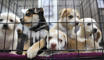 Litter of puppies in animal shelter. 