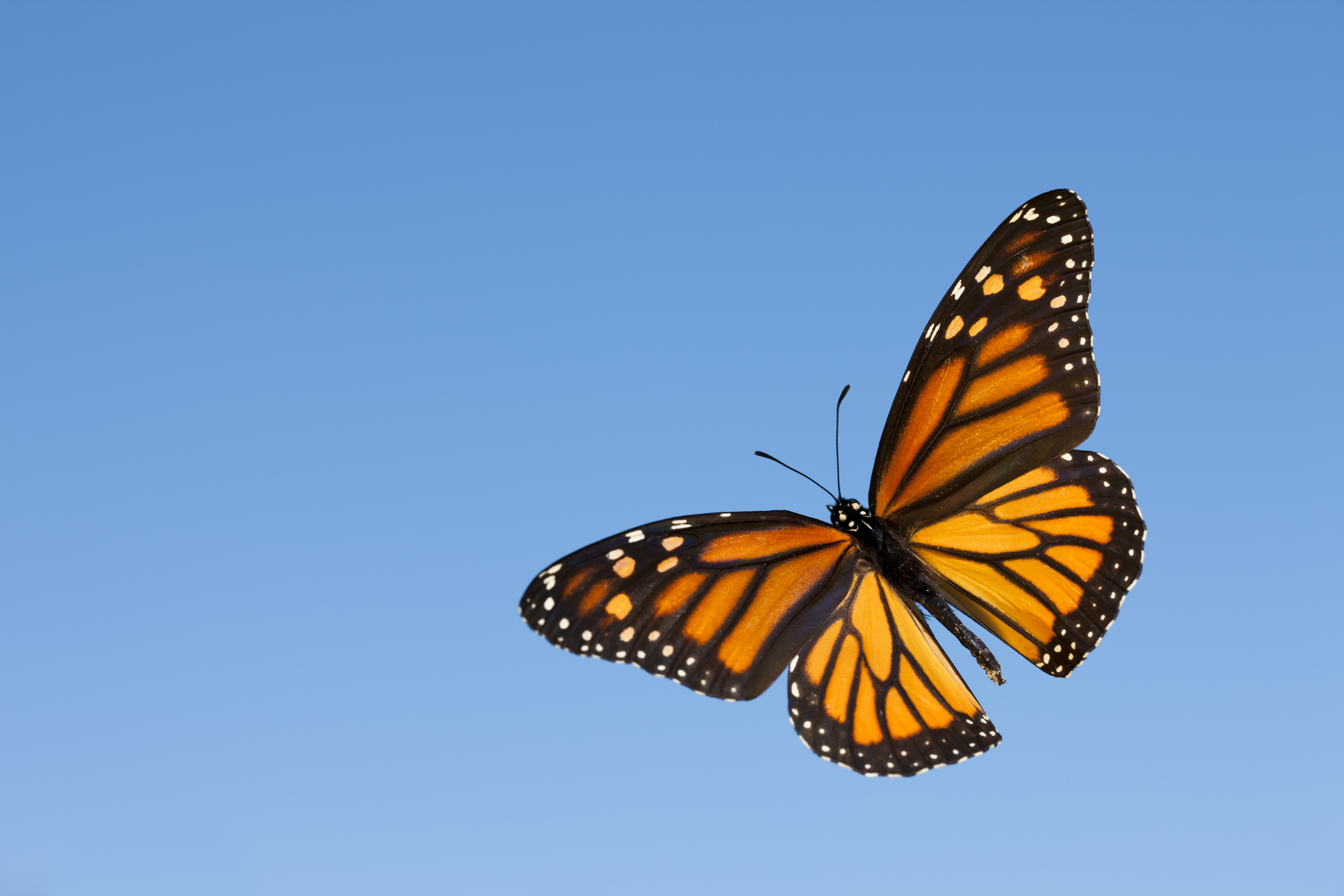 Texas Monarch Butterfly