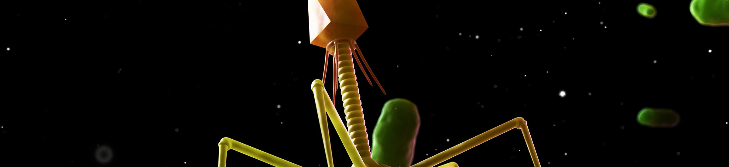 Bacteriophage, computer artwork.