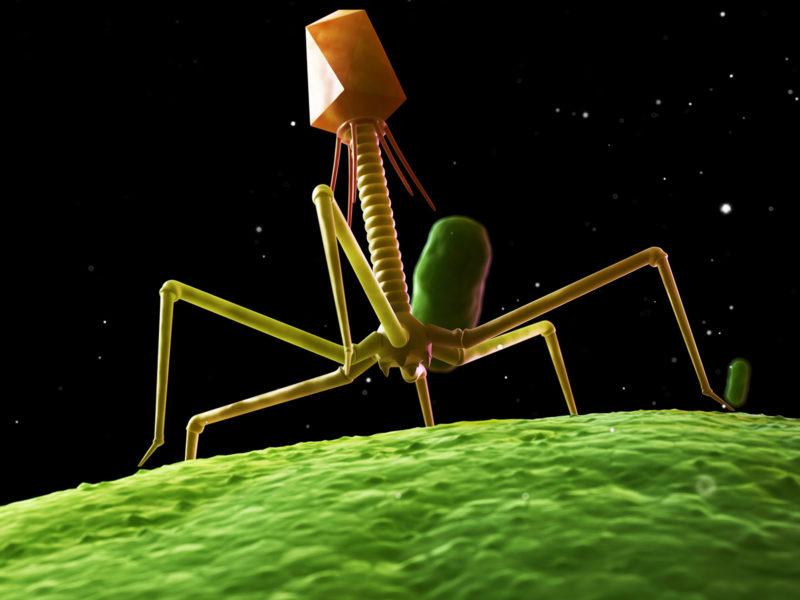 Bacteriophage, computer artwork.