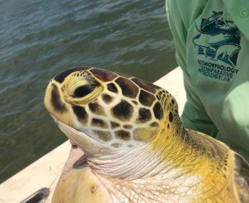Adult sea turtle commonly found in the Gulf of Mexico