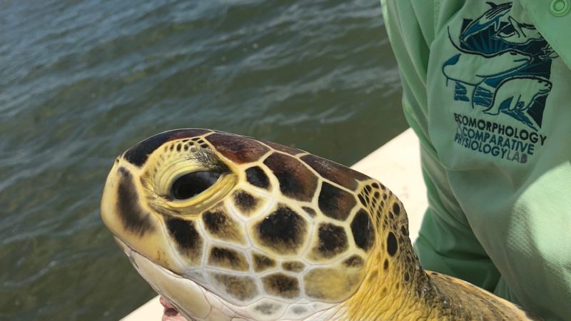 Adult sea turtle commonly found in the Gulf of Mexico