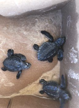 Sea Turtle Babies