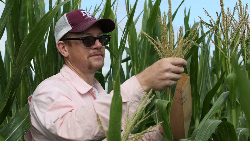 Seth Murray in a cornfield