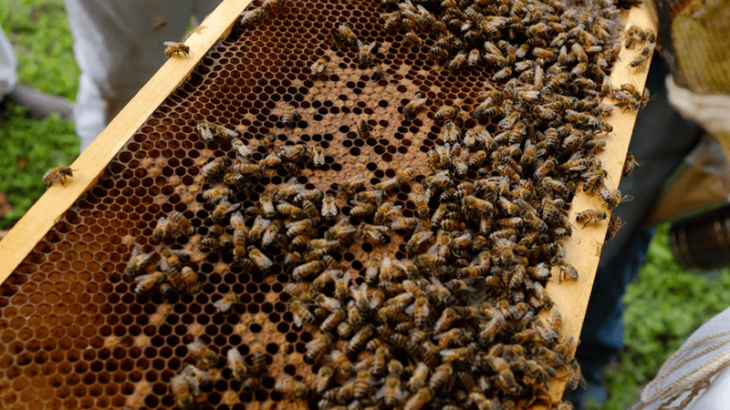 Bees that produce mad honey don’t feel its strange effects like people do.