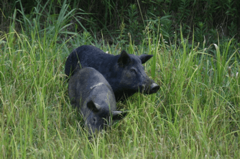 Texas A&M researchers found that the destructive feral hogs that roam Hawaii were introduced to the islands hundreds of years earlier than previously believed.