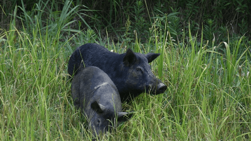 Texas A&M researchers found that the destructive feral hogs that roam Hawaii were introduced to the islands hundreds of years earlier than previously believed.