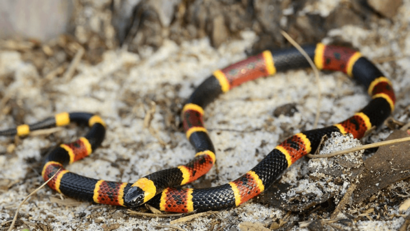Deadly coral snakes are found throughout Texas.