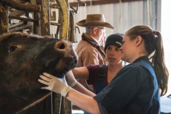 Dr. Jennifer Fridley and fourth-year veterinary student Danielle Garnier examine an abscess on the face of a young bull.