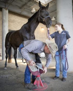 Jason Maki is one of only a few full-time farriers at veterinary colleges across the United States. 