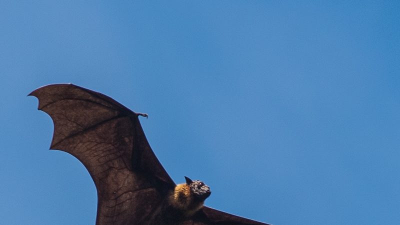Image of a flying bat