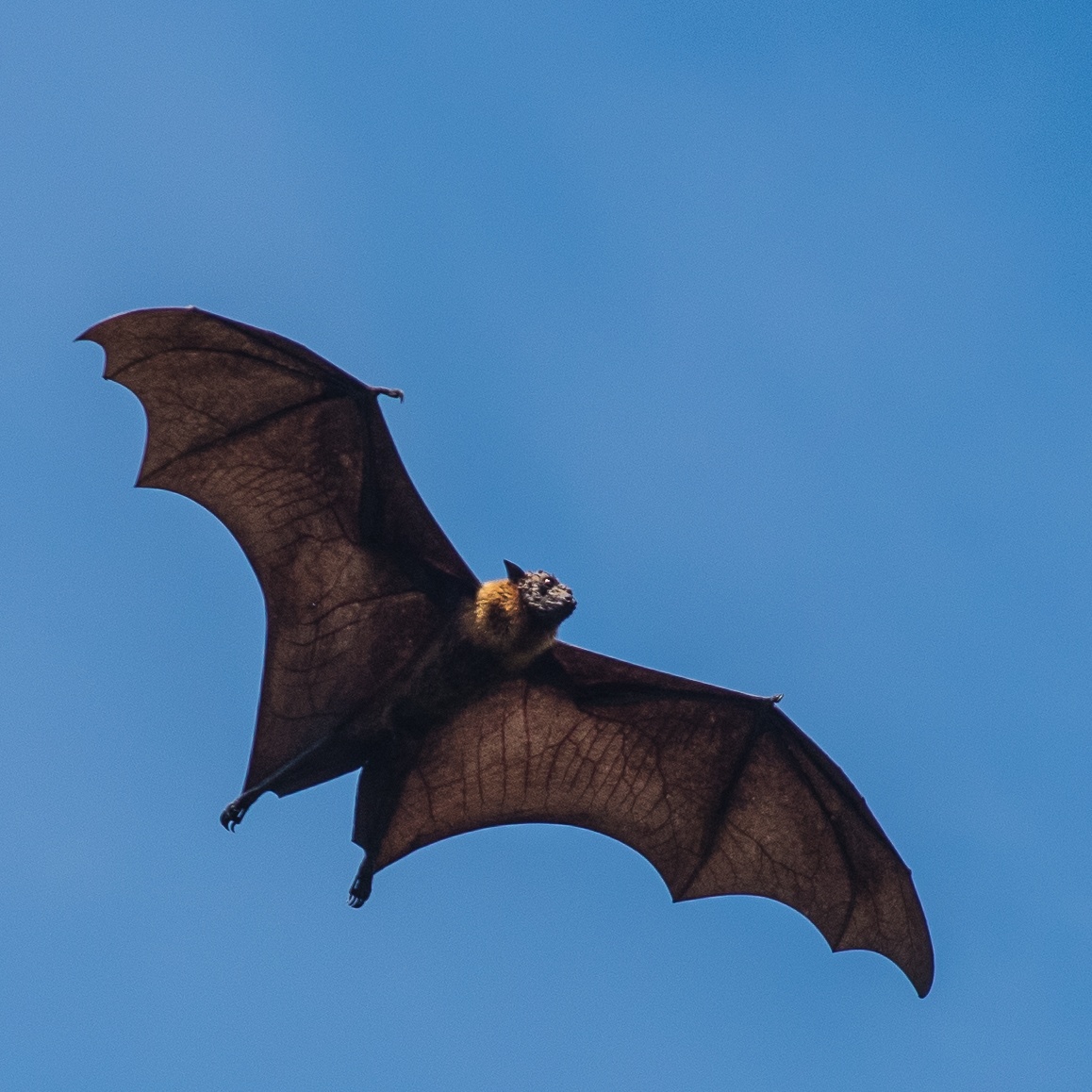 Bat Safety Tips - Texas A&M University