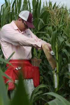 Dr. Seth Murray, Texas A&M corn breeder, pollinates a corn plant.