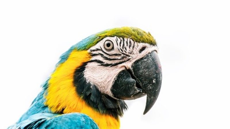 Dirty Secret: Researcher Studying Why Parrots Eat Soil - Texas A&M Today