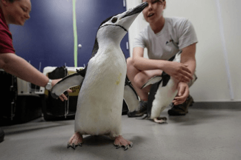 chinstrap penguin