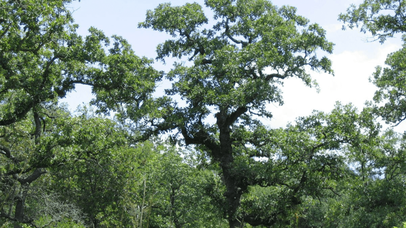 post oak tree