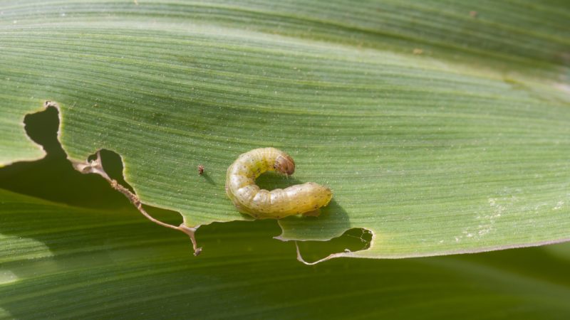 Fall armyworm on the damaged corn leaf