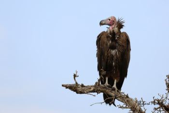 What turkey vultures eat is gross, but the birds themselves are amazing