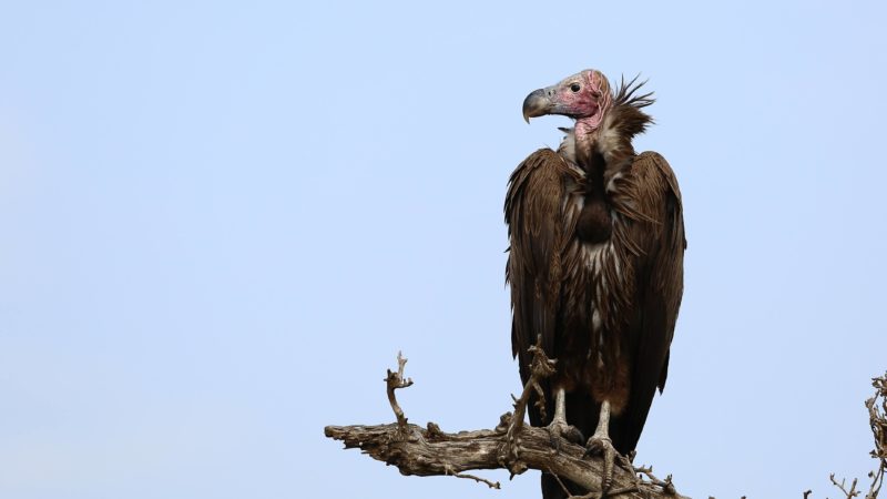 vulture / buzzard