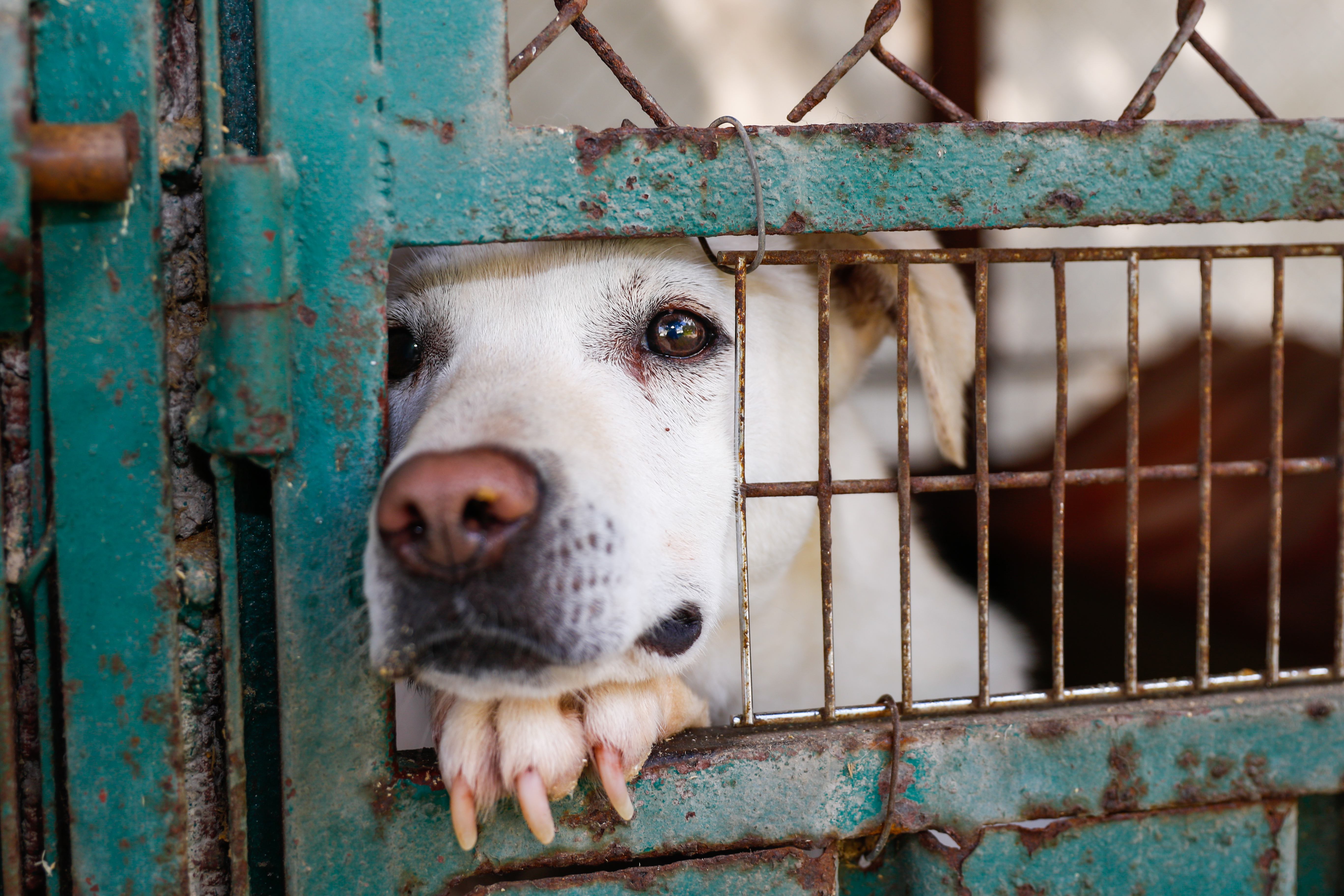 sad abused puppies