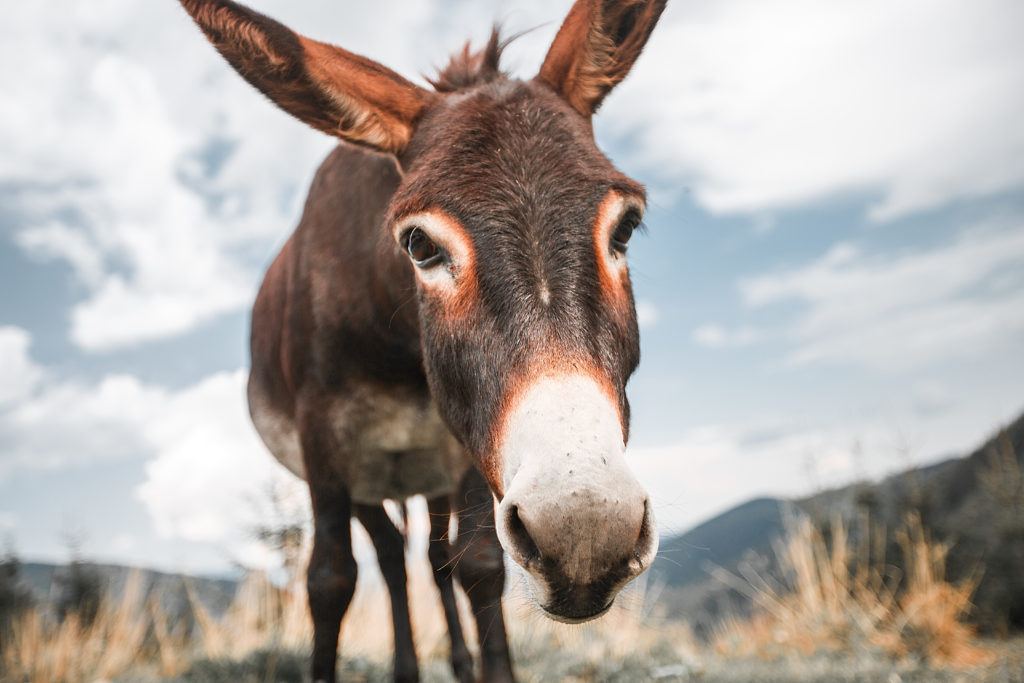 Donkeys Are The Ones With Real Horse Sense, Vet Says - Texas A&M Today