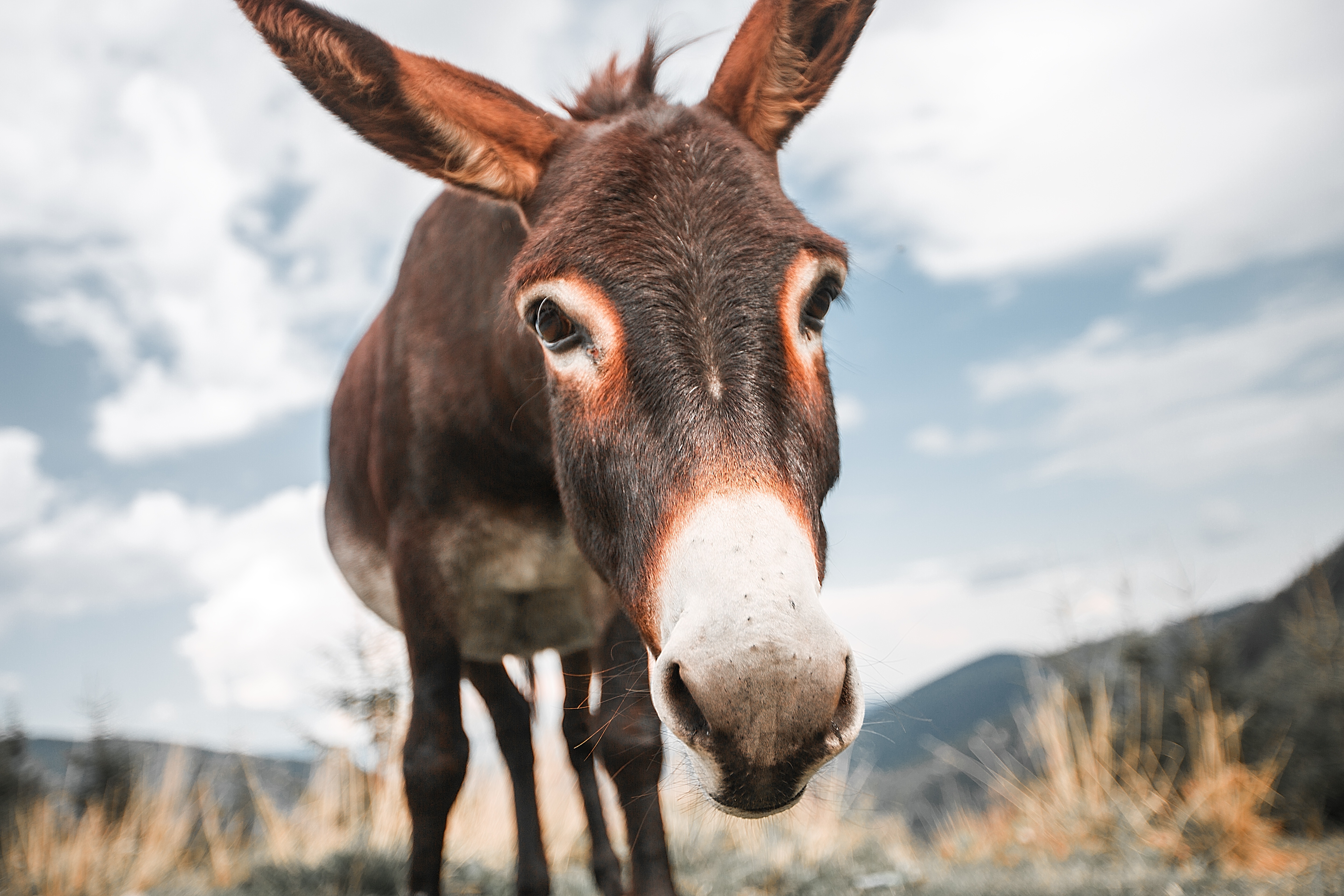 Donkeys Are The Ones With Real Horse Sense, Vet Says Texas AM Today