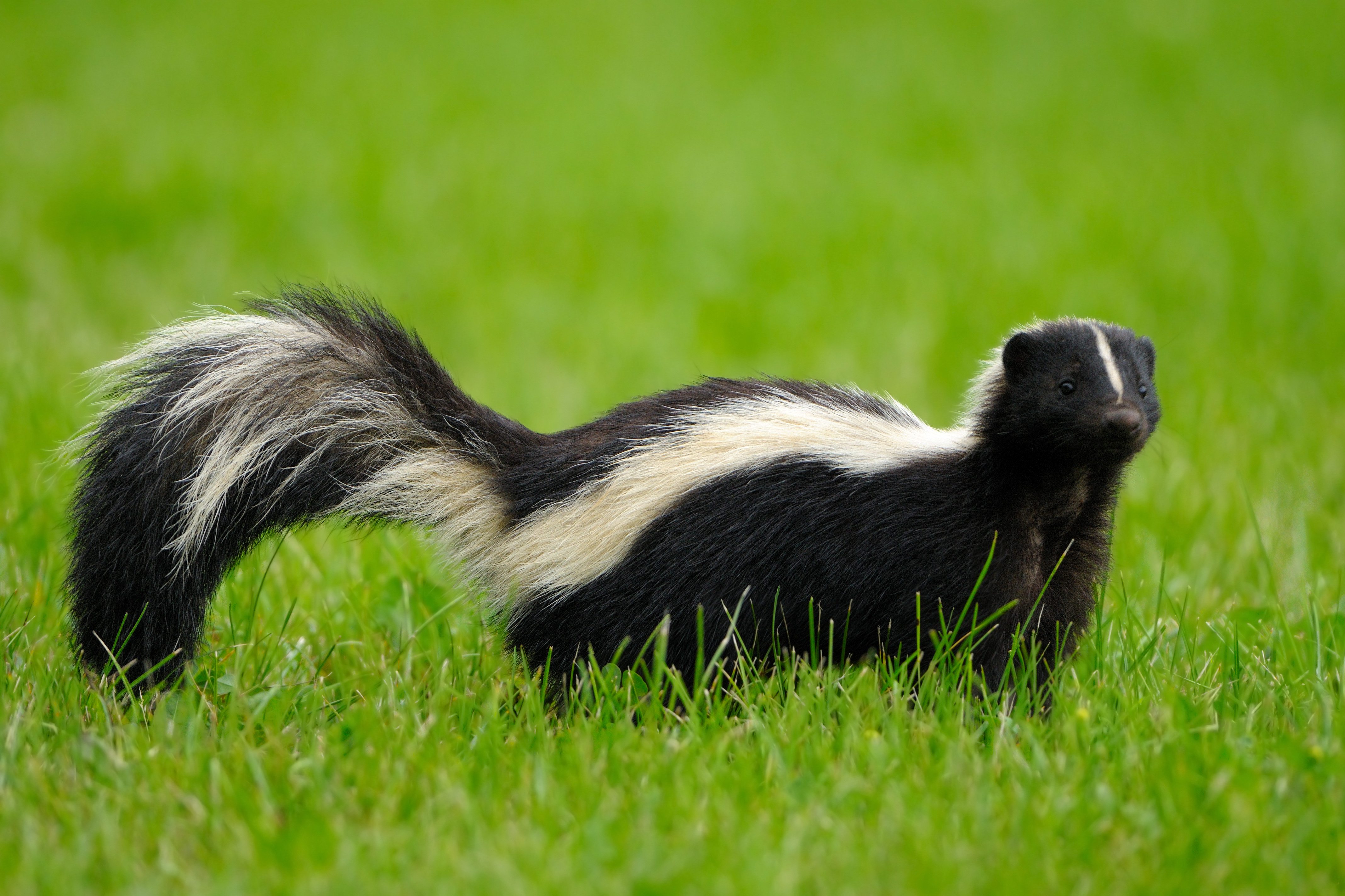 What to do if store sprayed by a skunk