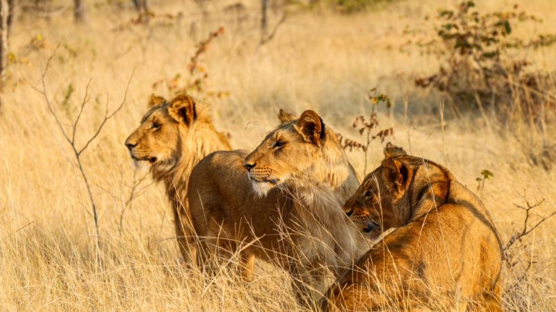 Lions hunting in the savannah of Zambia