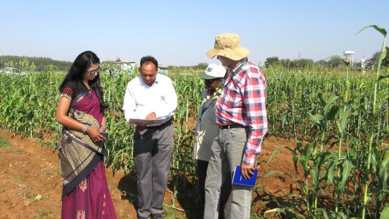 researchers at the BNI field test site at ICRISAT in Hyderabad, India.