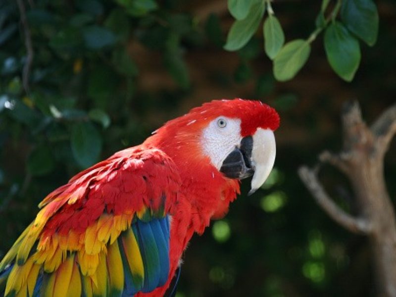 scarlet macaw - parrot