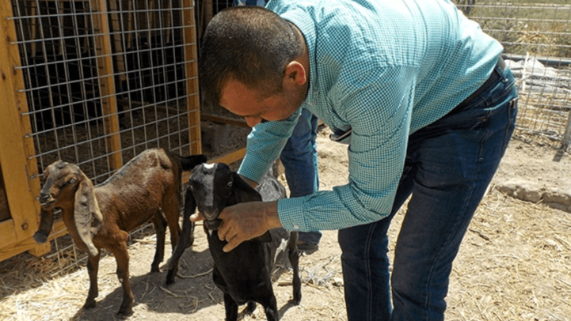 Afghanistan - goats