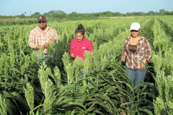 Agrilife research & extension center - Weslaco 