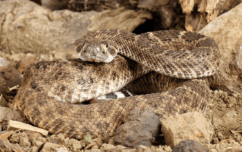 copperhead snake