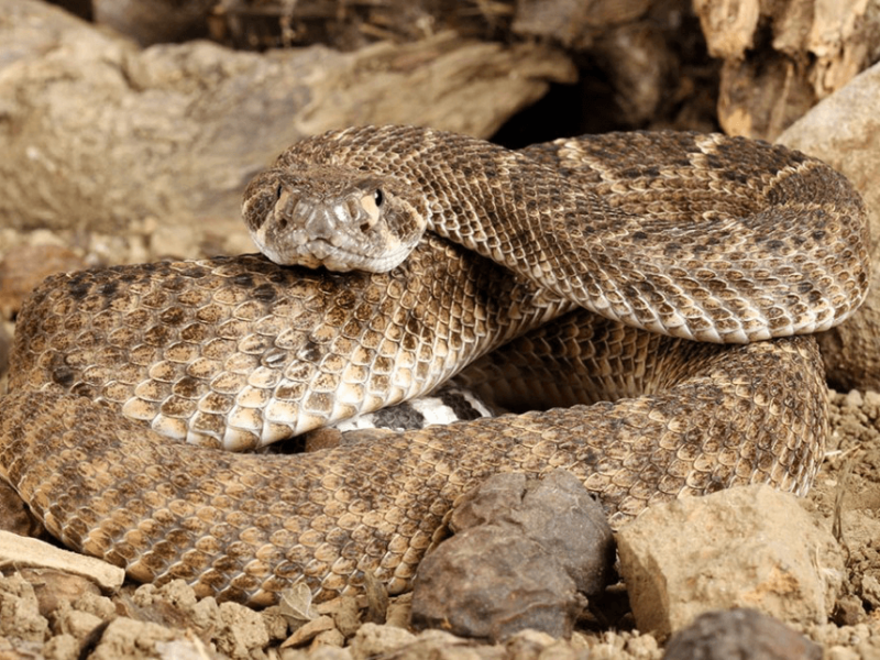 copperhead snake