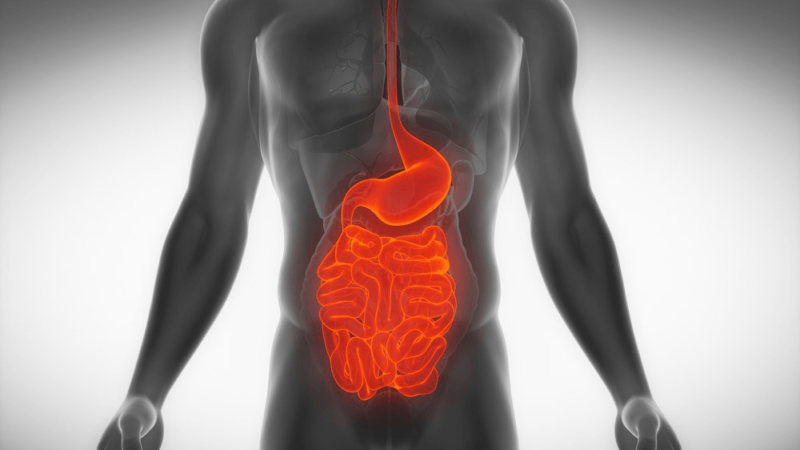 human gut - intestines