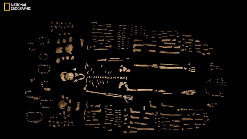 skeleton of H. naledi