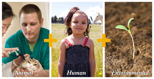 One World, One Health: Uniting Human, Animal, Plant And Environmental  Health - Texas A&M Today