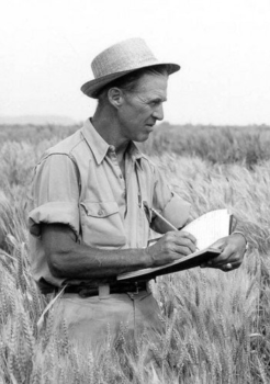 undated photo of Norman borlaug, taking notes in a field