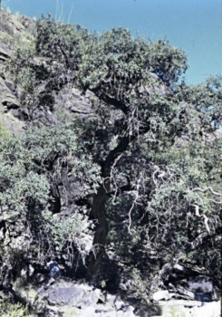 Mexican blue oaks